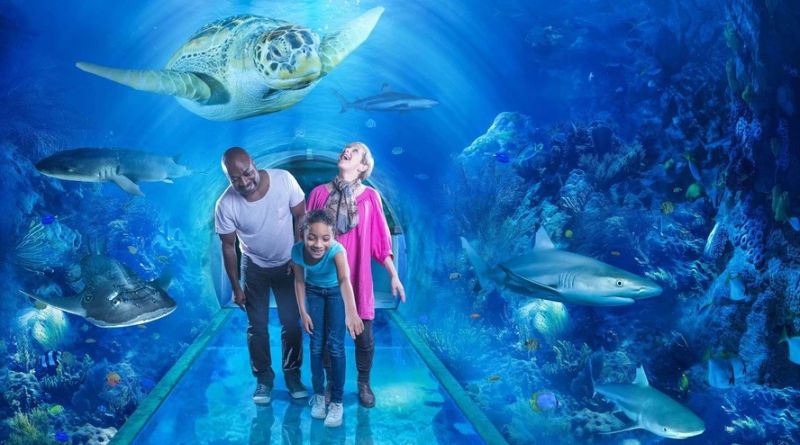 National Sea Life Centre Birmingham Reviews: A Comprehensive Guide